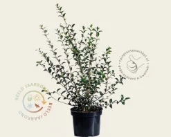 Osmanthus burkwoodii - in pot