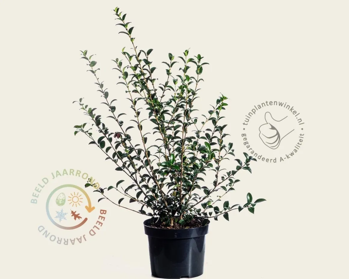 Osmanthus burkwoodii - in pot
