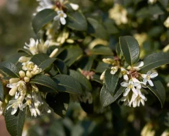 Osmanthus burkwoodii - In rek 070x120 cm