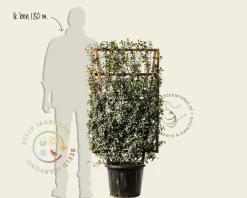 Osmanthus burkwoodii - In rek 070x120 cm