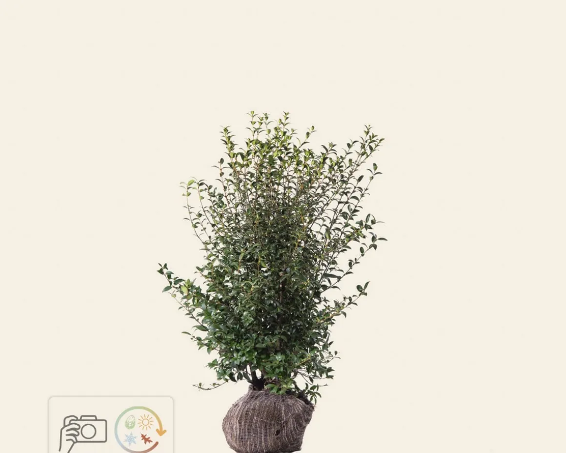 Osmanthus burkwoodii - kluit