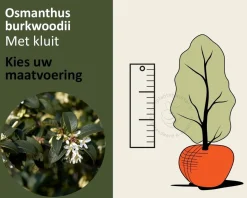 Osmanthus burkwoodii - kluit