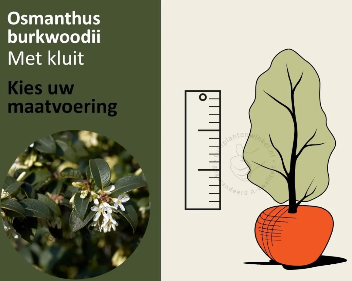 Osmanthus burkwoodii - kluit