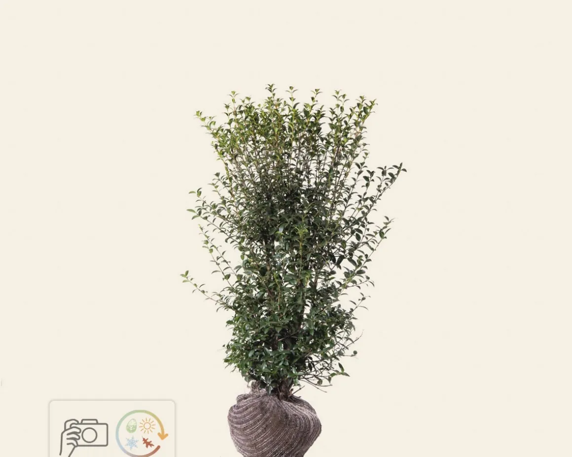 Osmanthus burkwoodii - kluit