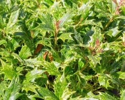 Osmanthus heterophyllus 'Goshiki'