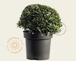 Osmanthus heterophyllus 'Goshiki' - bolvorm