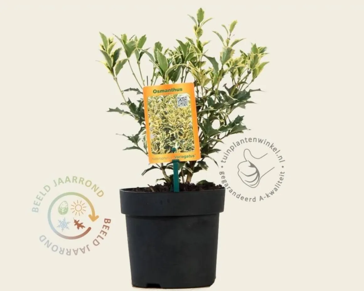 Osmanthus heterophyllus 'Variegatus'
