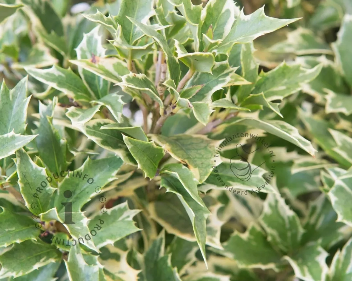 Osmanthus heterophyllus 'Variegatus'
