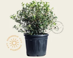 Osmanthus x burkwoodii - bolvorm