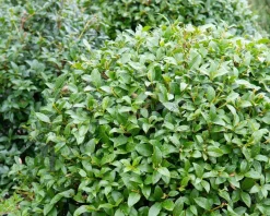 Osmanthus x burkwoodii - bolvorm