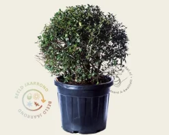 Osmanthus x burkwoodii - bolvorm