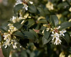 Osmanthus x burkwoodii - bolvorm