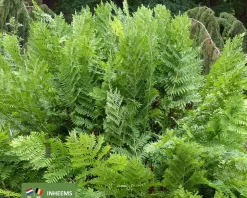 Osmunda regalis