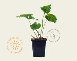 Pachyphragma macropyllum