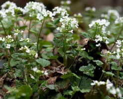 Pachyphragma macropyllum