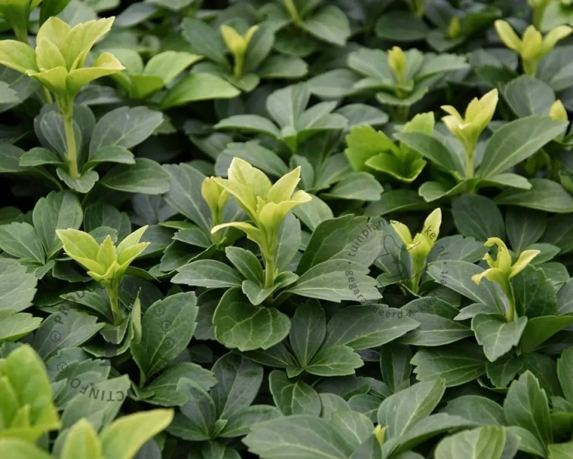 Pachysandra terminalis