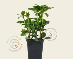 Pachysandra terminalis