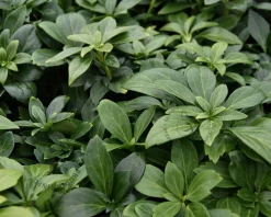 Pachysandra terminalis 'Green Carpet'