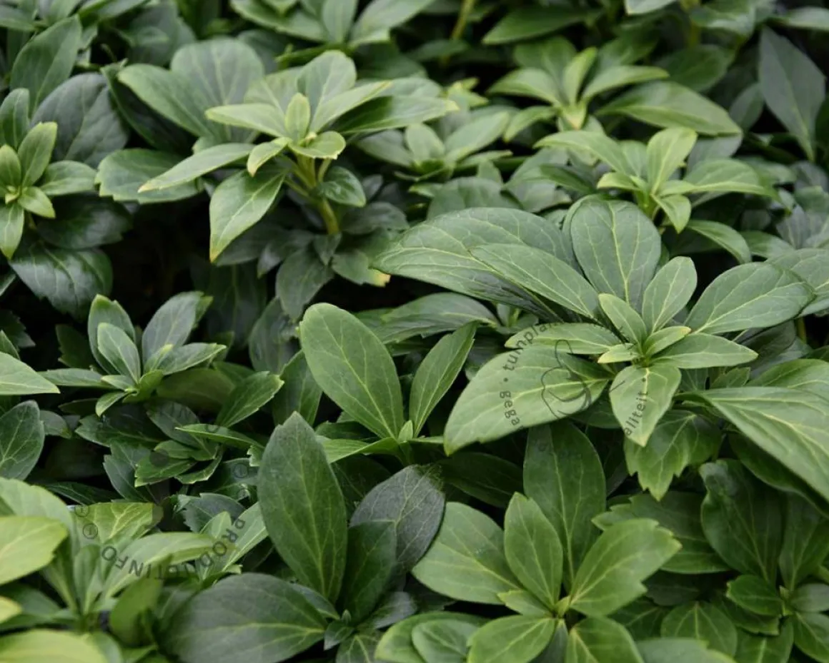 Pachysandra terminalis 'Green Carpet'