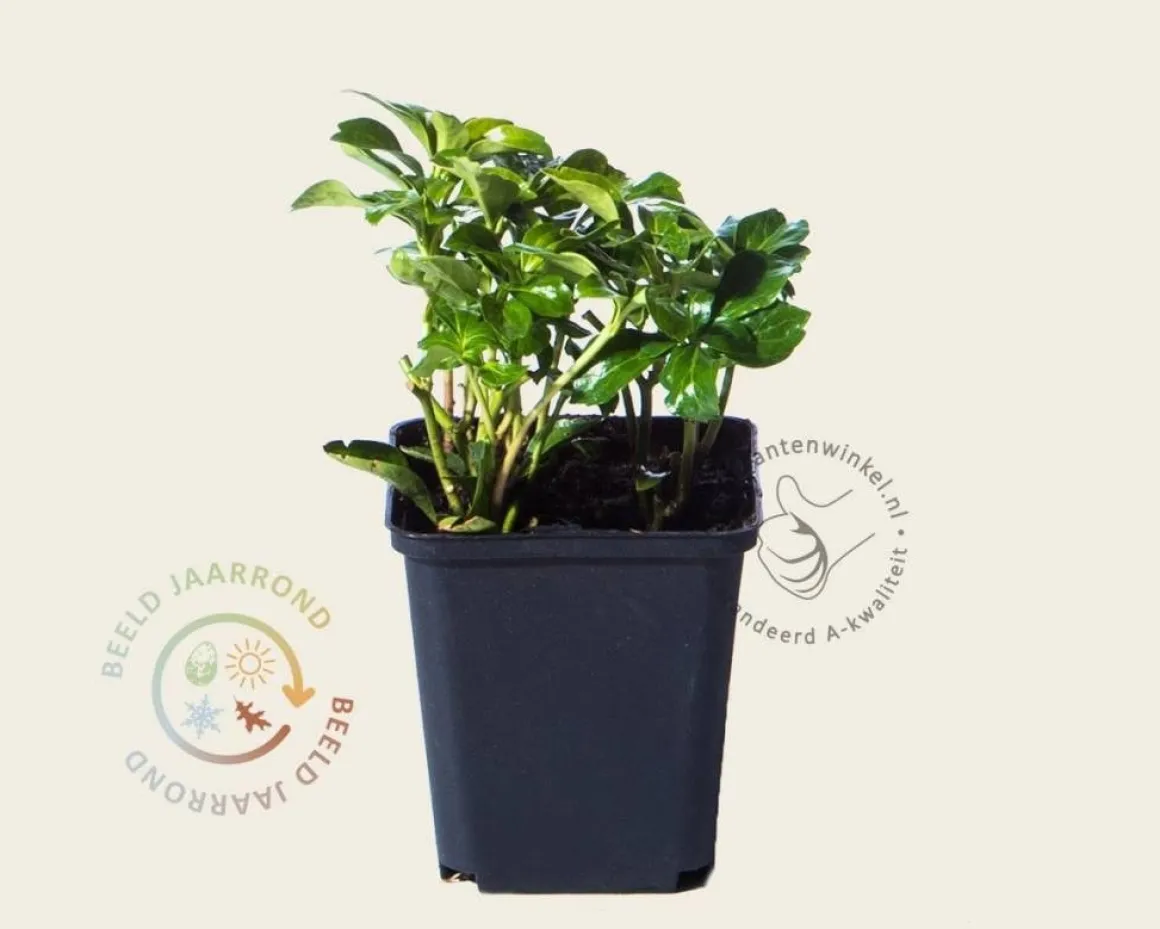 Pachysandra terminalis 'Green Sheen'