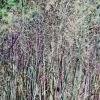 Panicum virgatum 'Heavy Metal'