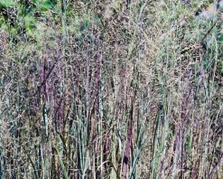Panicum virgatum 'Heavy Metal'