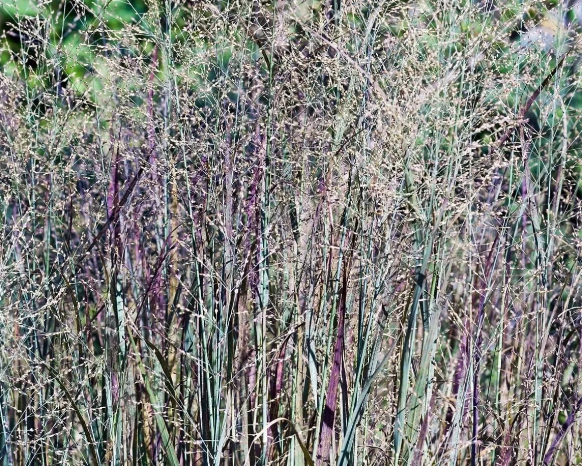 Panicum virgatum 'Heavy Metal'