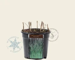 Panicum virgatum 'Heavy Metal'