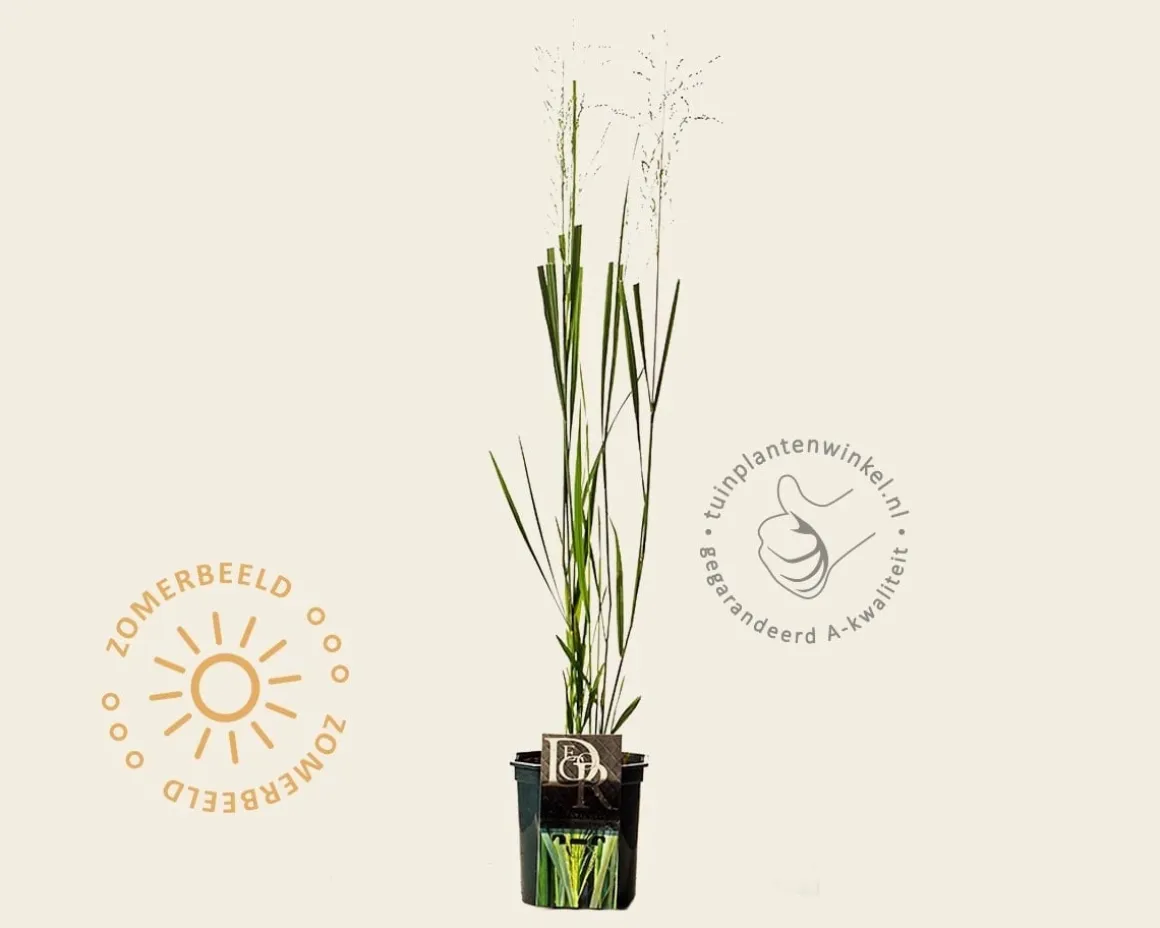 Panicum virgatum 'Northwind'