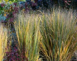 Panicum virgatum 'Northwind'