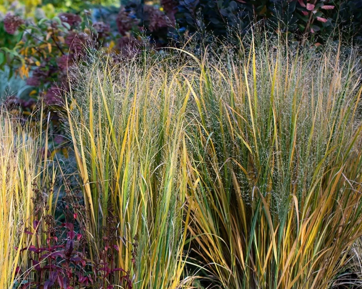 Panicum virgatum 'Northwind'