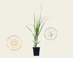 Panicum virgatum 'Northwind'