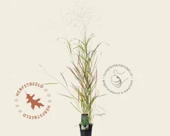 Panicum virgatum 'Rehbraun'