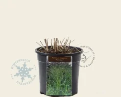 Panicum virgatum 'Rehbraun'