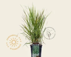 Panicum virgatum 'Rehbraun'