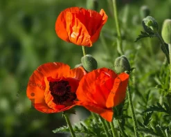 Papaver orientale