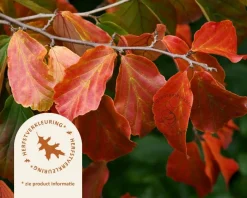 Parrotia persica 'Bella' - beveerd