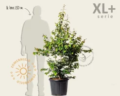 Parrotia persica 'Bella' - XL+