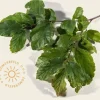 Parrotia persica - beveerd