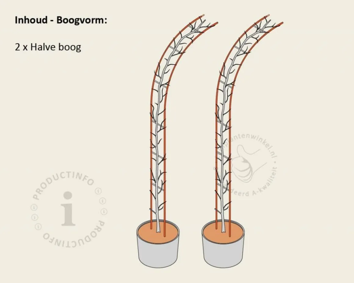 Parrotia persica - Boogvorm set