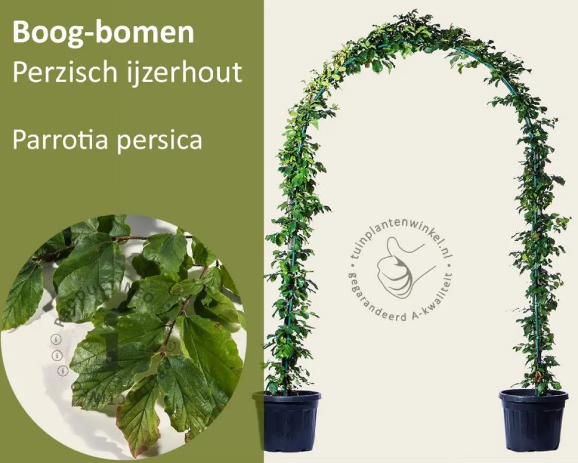 Parrotia persica - Boogvorm set