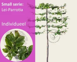 Parrotia persica leiboom - Rek 120x90 cm