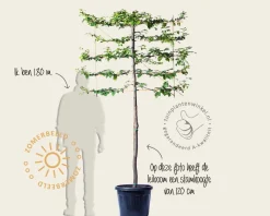 Parrotia persica leiboom - Rek 120x90 cm