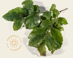 Parrotia persica leiboom - Rek 120x90 cm