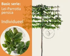 Parrotia persica leiboom - Rek 180x110 cm