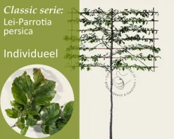 Parrotia persica leiboom - Rek 200x130 cm