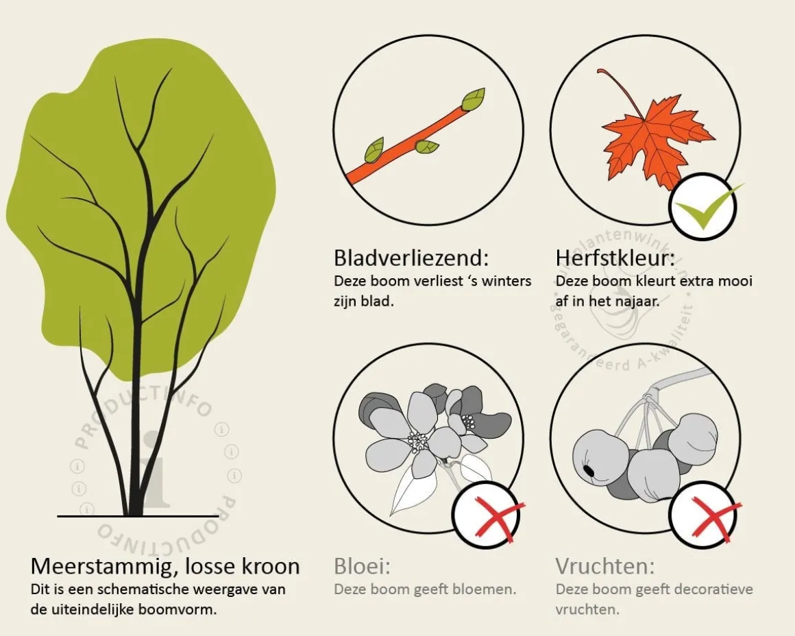 parrotia persica - meerstammig