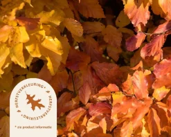 parrotia persica - meerstammig