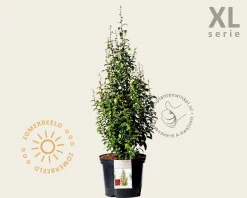 Parrotia persica 'Persian Spire' - XL