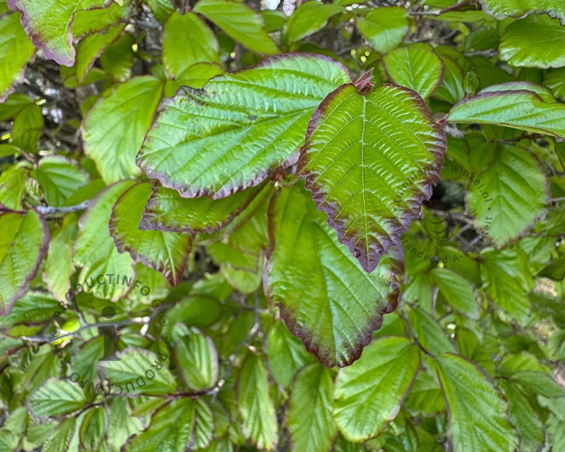 Parrotia persica 'Persian Spire' - beveerd